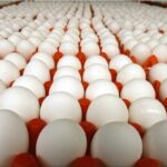 صادرات بیش از هزار تن تخم‌مرغ از قزوین
