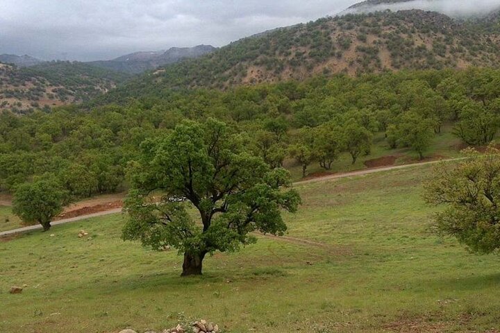 صمغ ایلام؛ گنجینه‌ای در محاصره زخم‌های بی‌کران