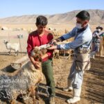 واکسیناسیون یک میلیون و ۲۰۰ هزار رأس دام سبک در سیستان و بلوچستان