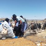 واکسیناسیون بیش از هزار و ۸۵۰ رأس دام در مناطق روستایی و عشایری کیشکور