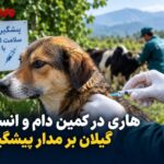 پویش ملی پیشگیری از هاری؛ از واکسیناسیون رایگان تا مراقبت در گیلان