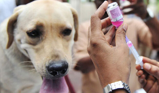 پویش ملی پیشگیری از هاری؛ از واکسیناسیون رایگان تا مراقبت در گیلان پویش ملی پیشگیری از هاری؛ از واکسیناسیون رایگان تا مراقبت در گیلان